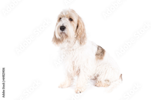 Grand Basset Griffon Vendeen dog on white background
