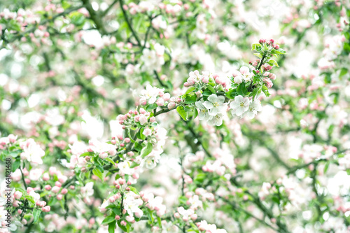 blossoming of apple tree flowers © LiliGraphie