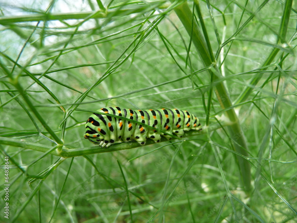 Chenille de Machaon (Papilio machaon)