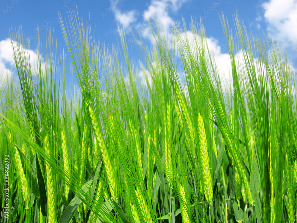 green wheat field and blue cloudy sky green wheat field and blue cloudy sky