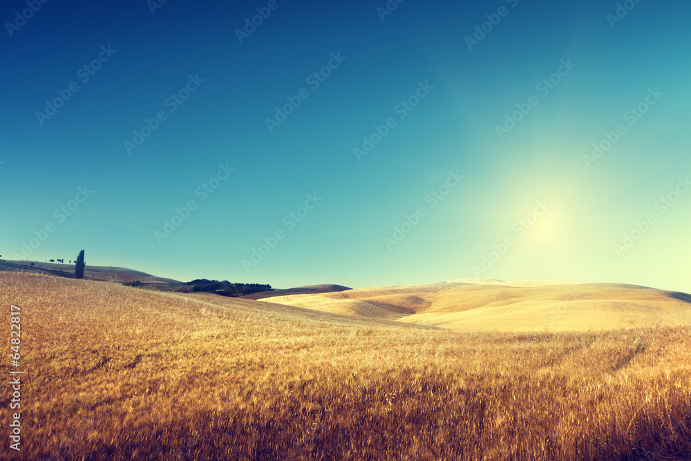 field of barley in Tuscany, Italy