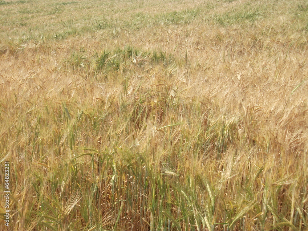 Fototapeta premium sararmış arpa