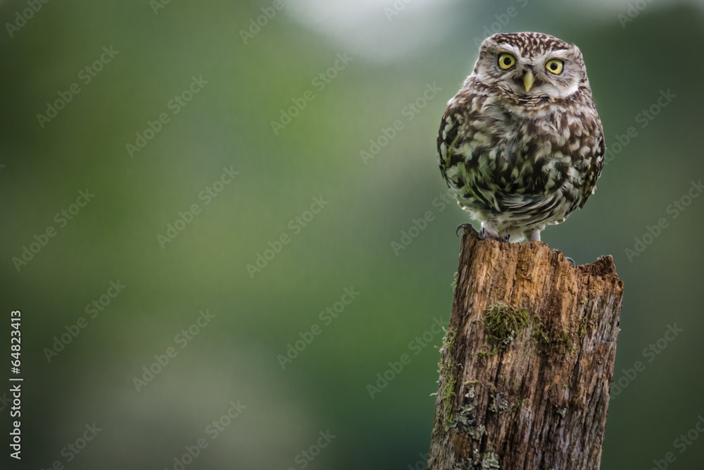 Obraz premium Little Owl