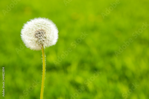 Fluffy dandelion on a green background