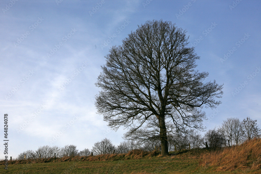 Obraz premium Eiche am Oestlingstalweg in Alverdissen