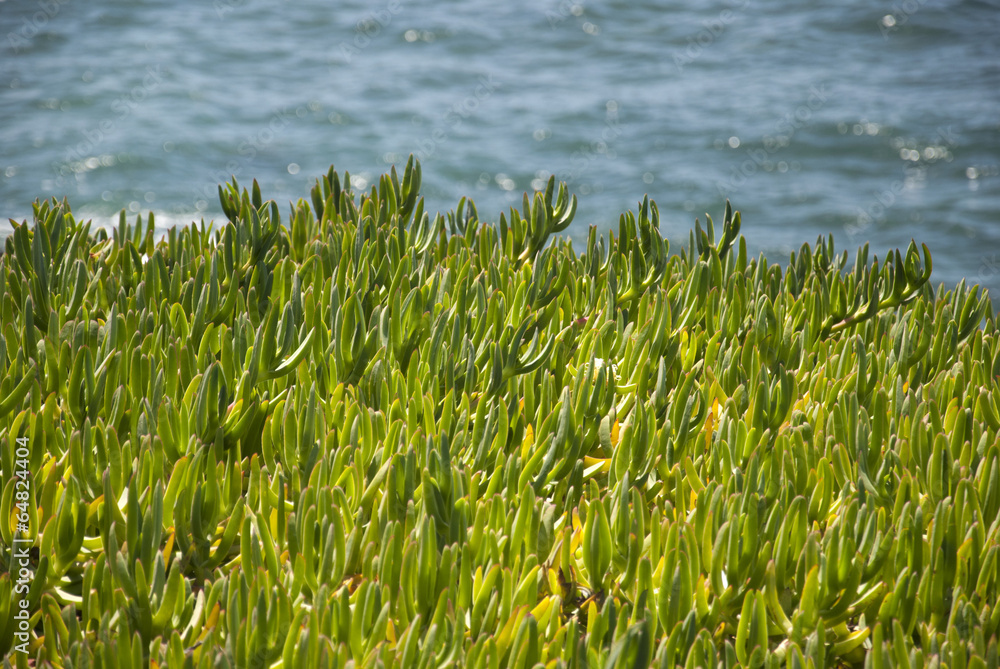 Obraz premium Ice plants