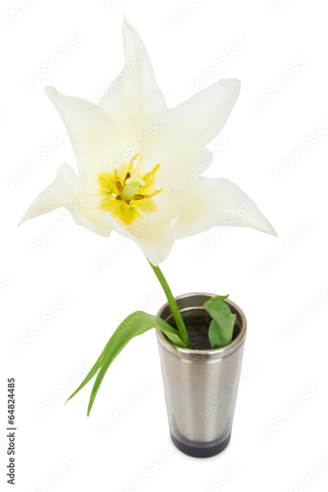 White tulip isolated on whit background