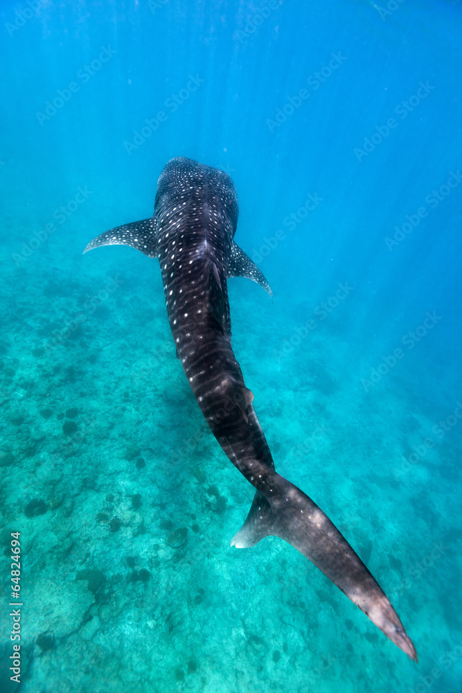Fototapeta premium Whale shark