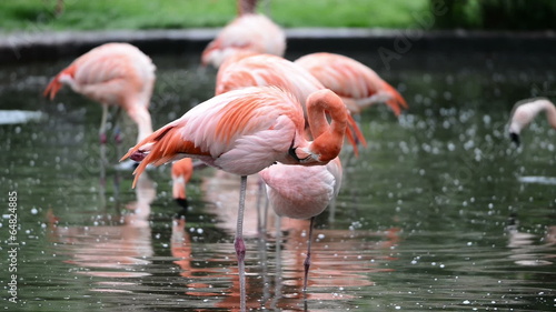 Red and Chilean flamingo in Prague zoo photo