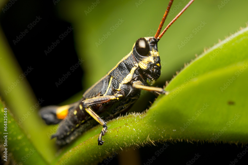 Macro of a monkey or matchstick grasshopper (Eumastacidae) Macro of a monkey or matchstick grasshopper (Eumastacidae)