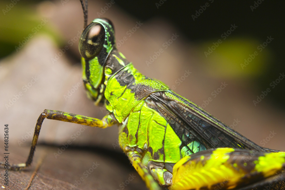 Macro of a monkey or matchstick grasshopper (Eumastacidae)