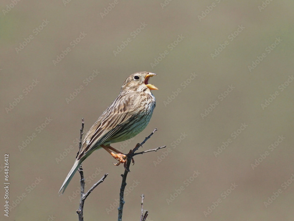Corn Bunting, miliaria calandra Corn Bunting, miliaria calandra