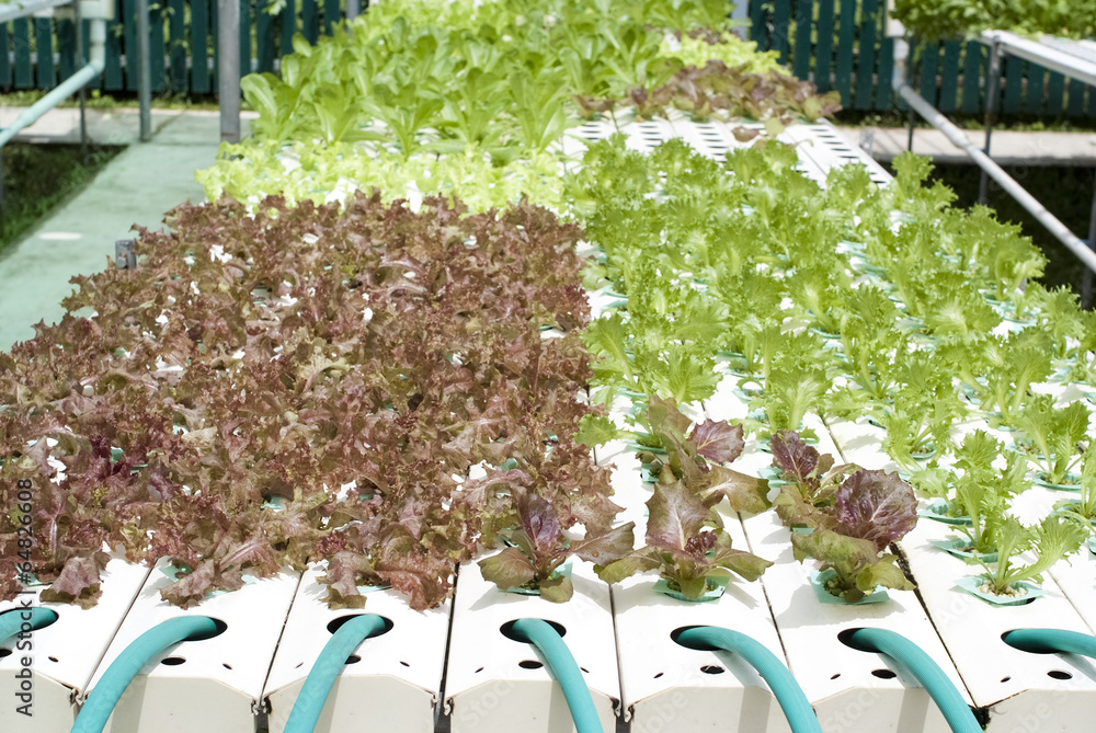 Fototapeta premium Hydroponic Vegetable Gardening
