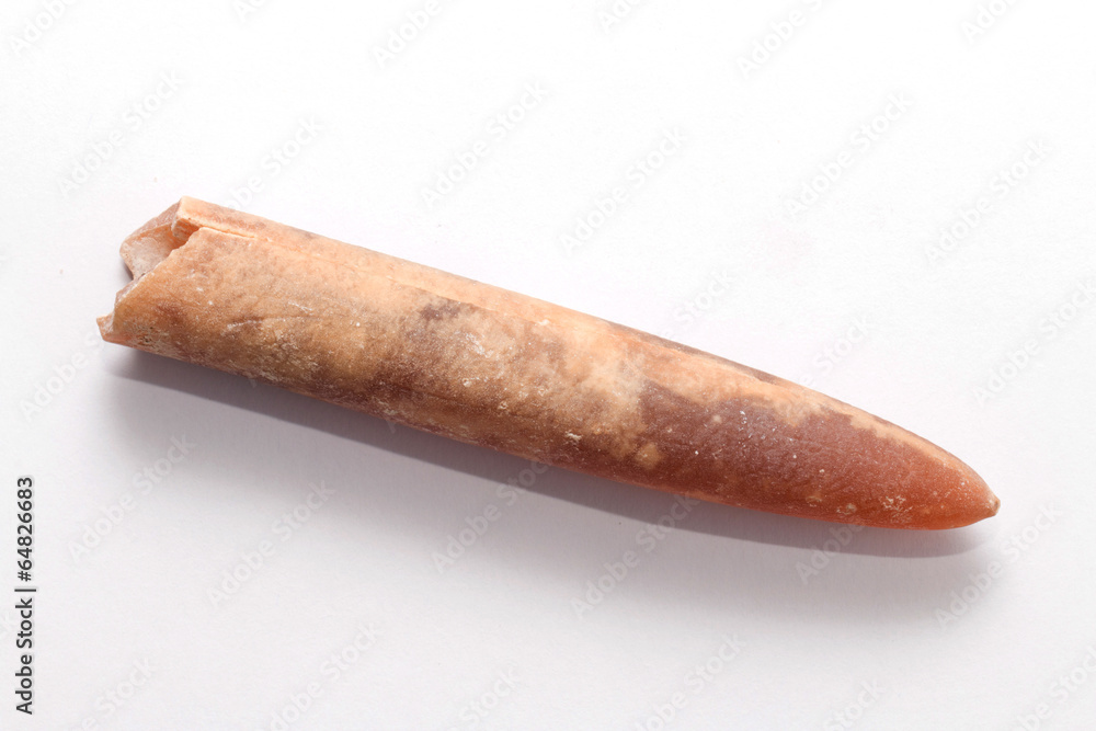 Belemnite. Belemnite.