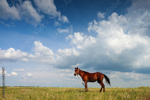 Horse on field with blue sky and white clouds