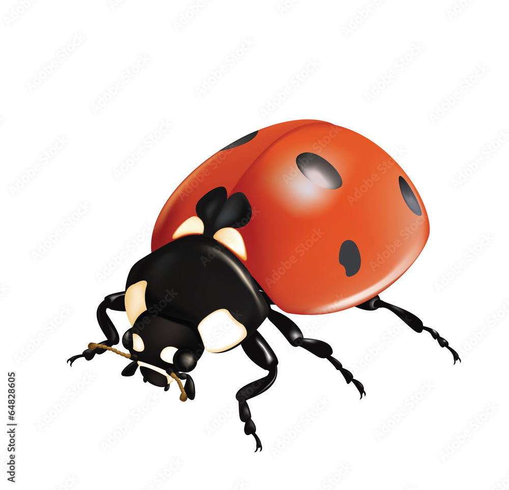 Ladybug Ladybug