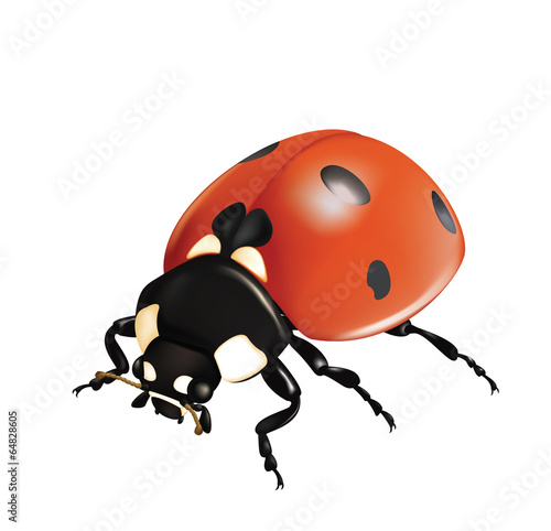 Ladybug