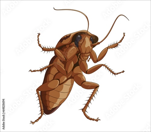 Big cockroach