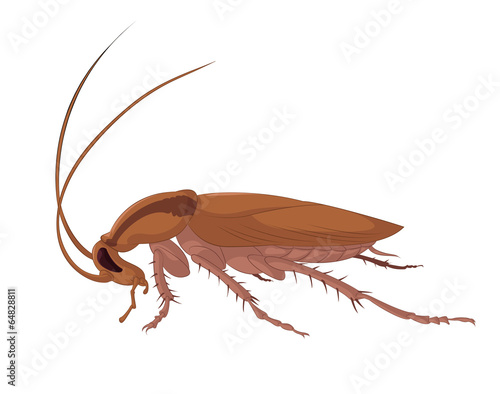 Cockroach