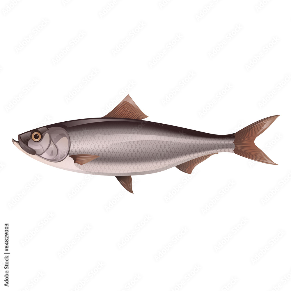 Fototapeta premium Herring