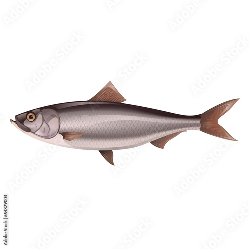 Herring