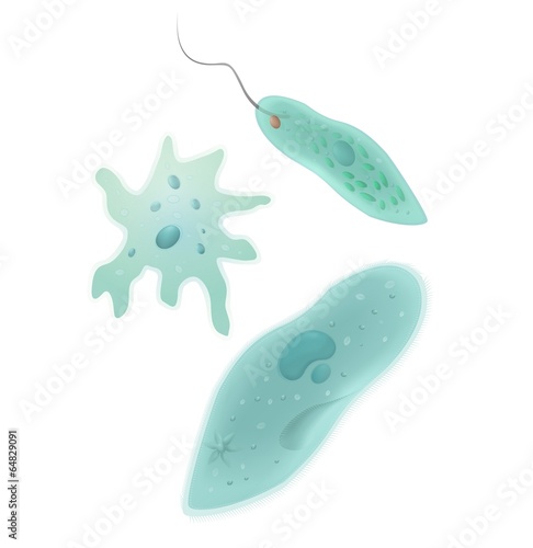 Protozoa