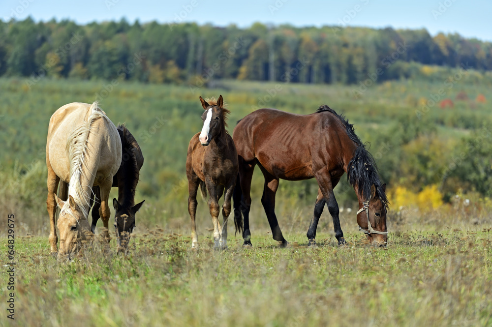 Horse Horse
