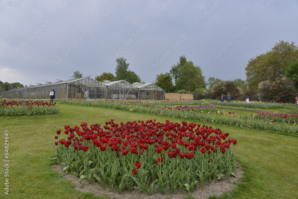 Parterre de tulipes rouges près des serres