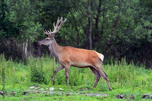 Fototapeta Naklejka Na Ścianę i Meble -  Moral red deer in the woods