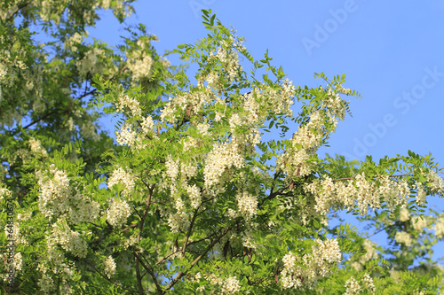 Robinienblüten photo