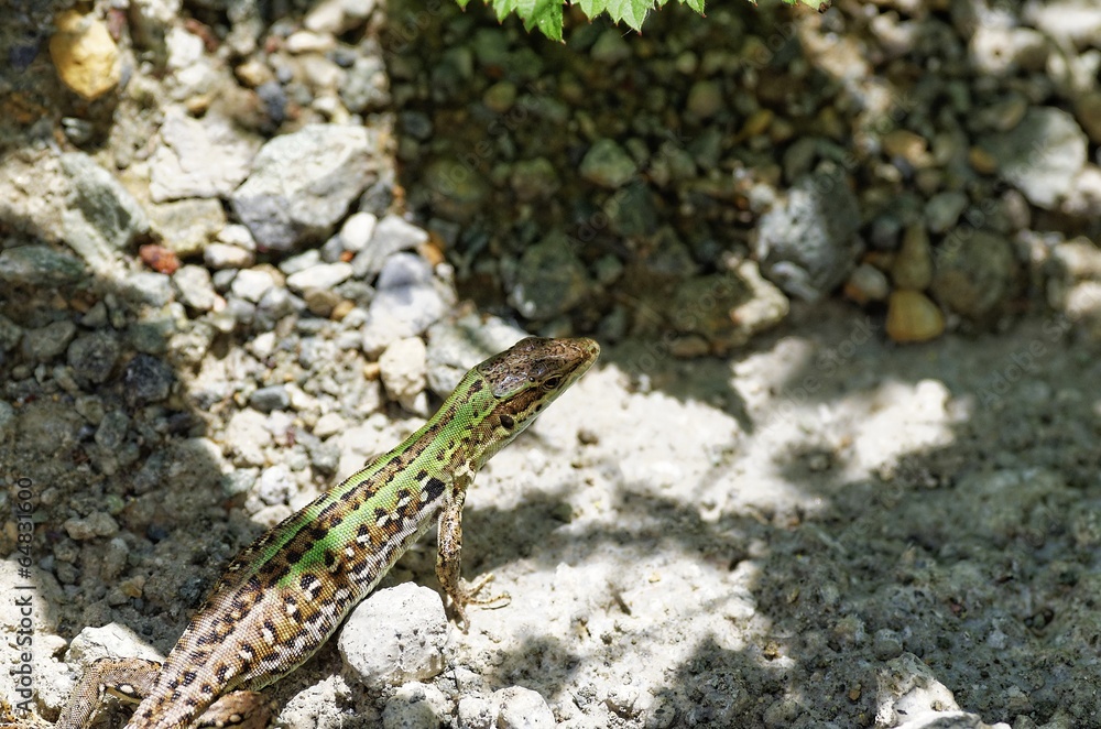 Obraz premium lizard