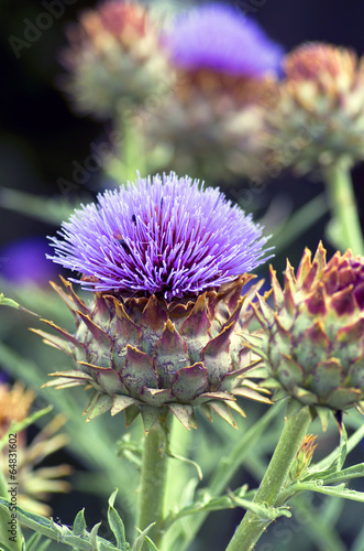 A beautiful flower of a wild artichoke growing along a footpath