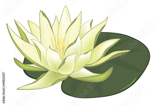 Water Lilies