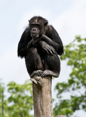 Schimpanse auf einem Pfahl