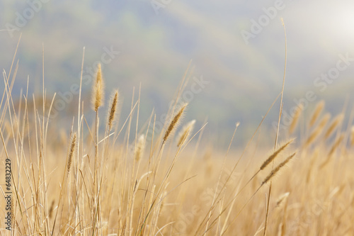Wheat background under sunlight