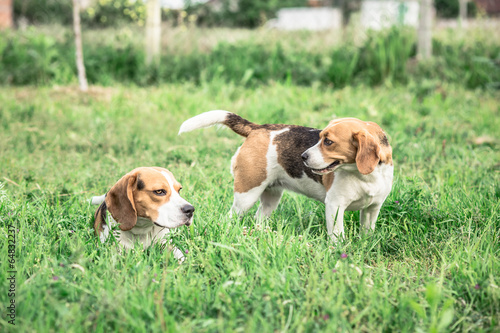 Loving Beagle Dog Couple