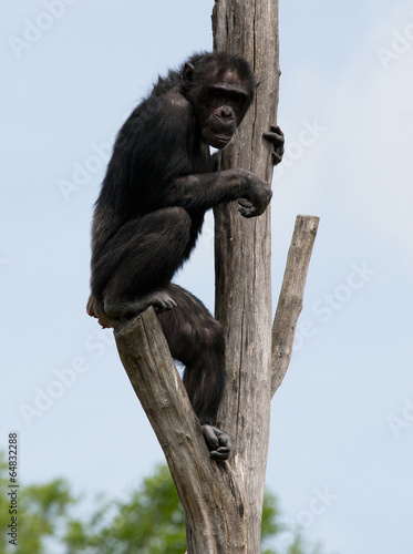 kletternder Schimpanse
