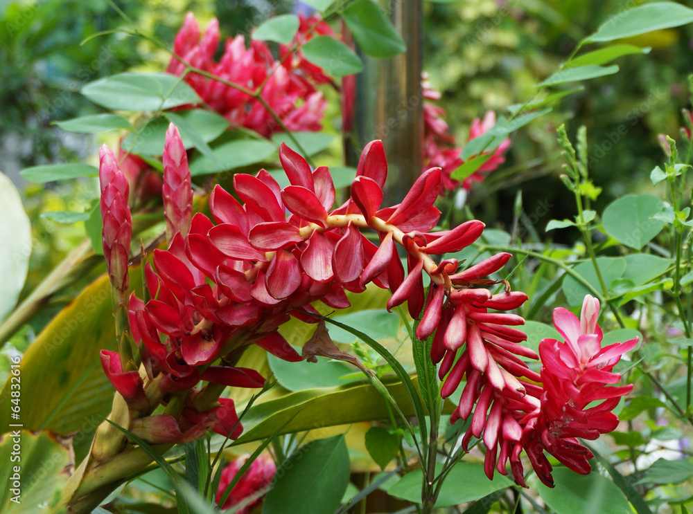 Red Ginger,Ostrich Plume Red Ginger,Ostrich Plume