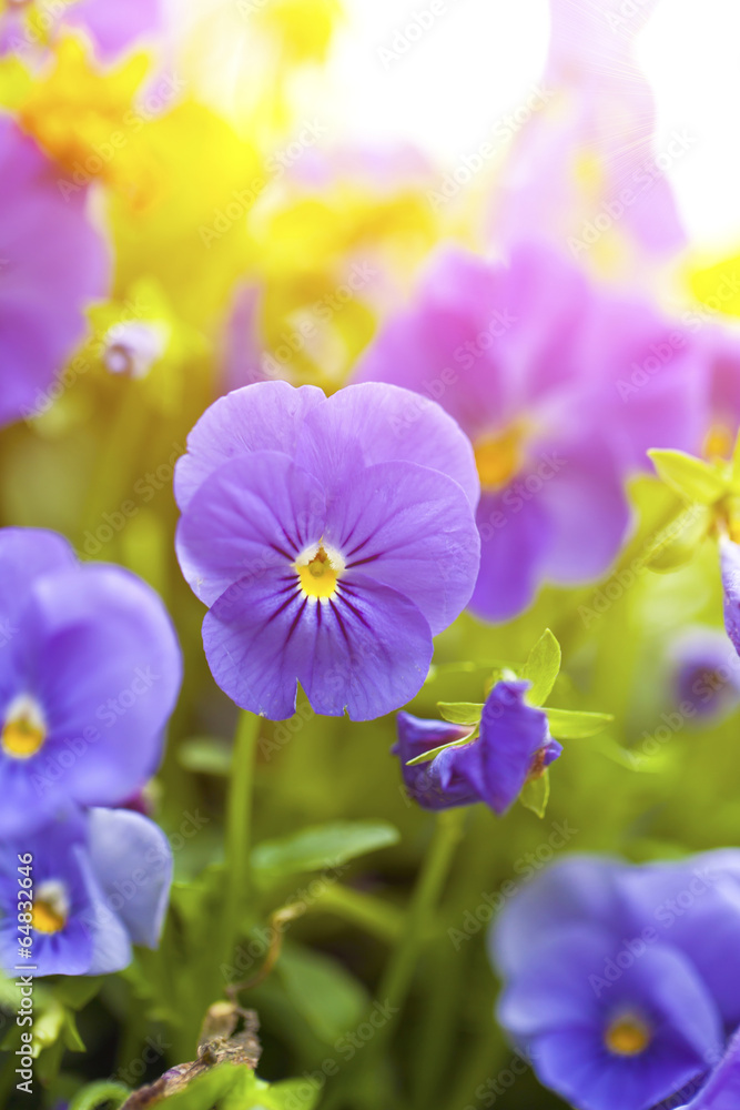 Purple flowers in wild nature