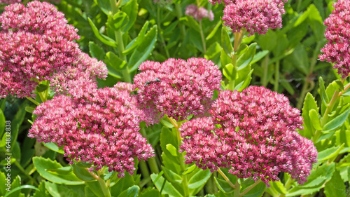 Photos Sedum Telephium - Hohe Fetthenne