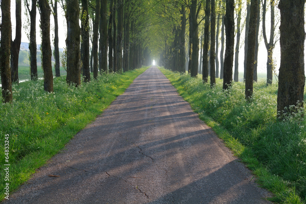 Fototapeta premium bike road in tree row tunnel