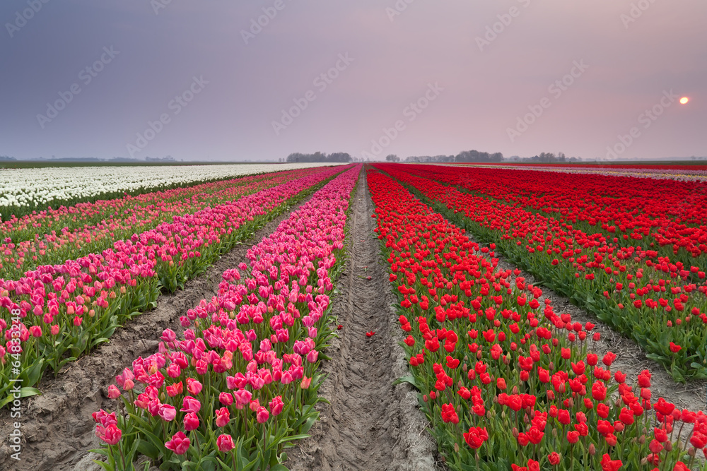 beautiful sunset over colorful tulip fields