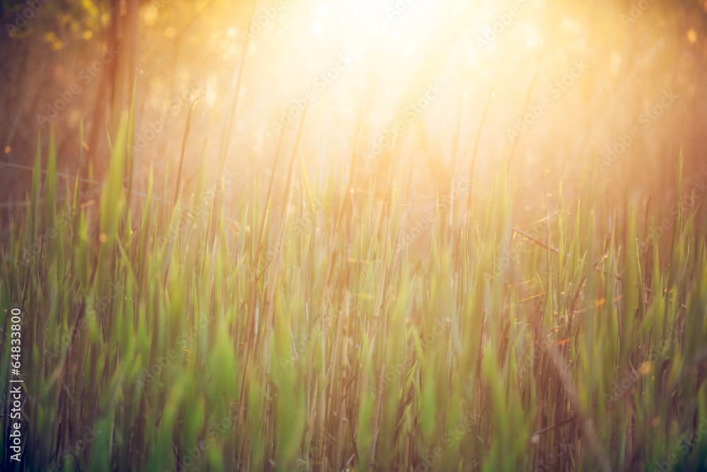 Grass in morning sunlight - abstract background.