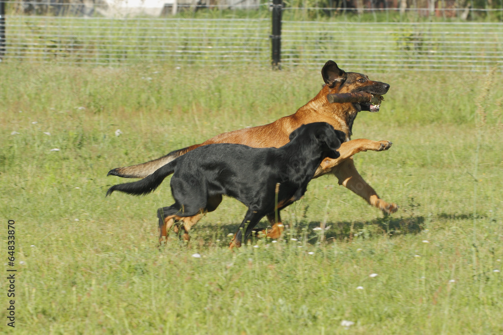 Spielende Hunde