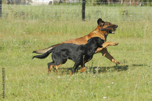 Spielende Hunde