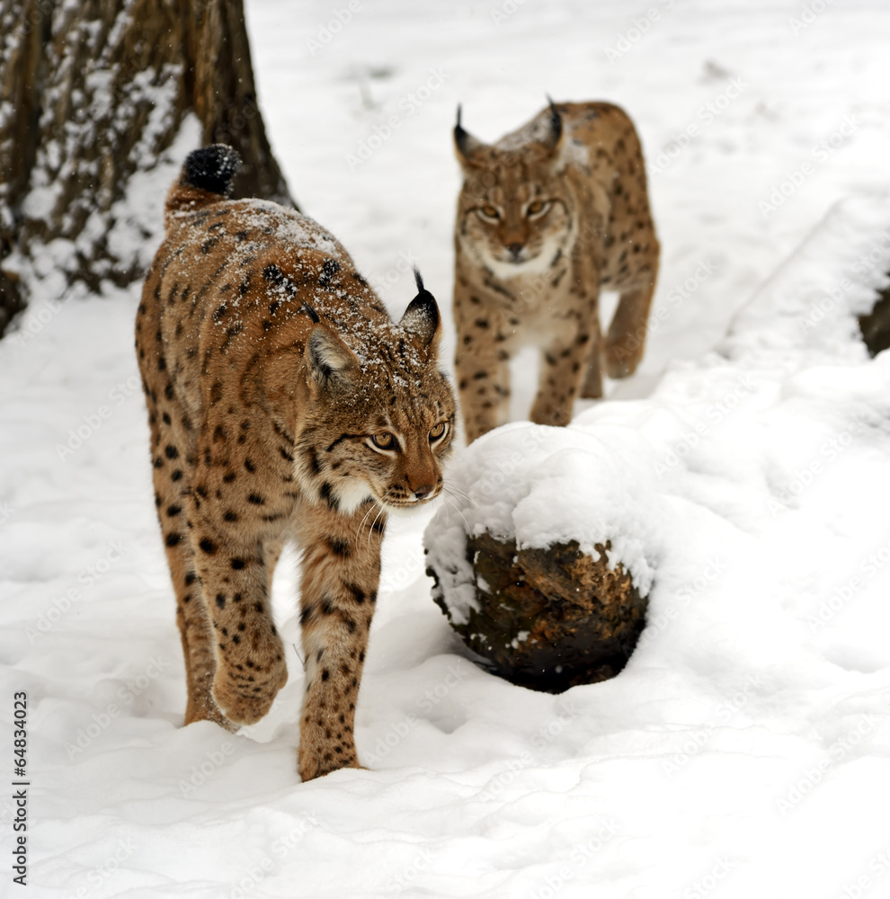 Winter Lynx Winter Lynx