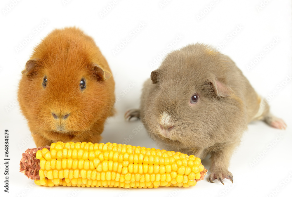 US-Teddy und Curly Meerschweinchen mit Mais US-Teddy und Curly Meerschweinchen mit Mais