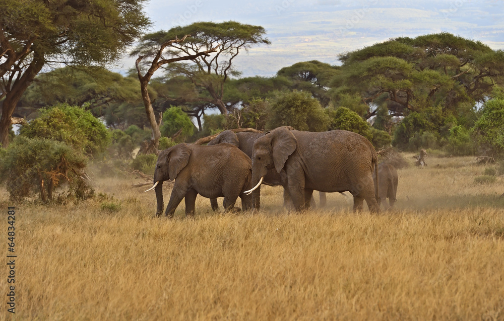African elephants African elephants