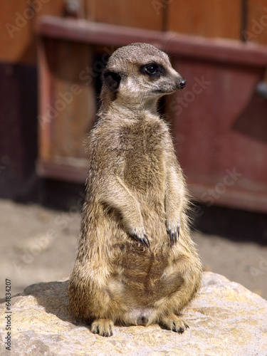 Meerkat