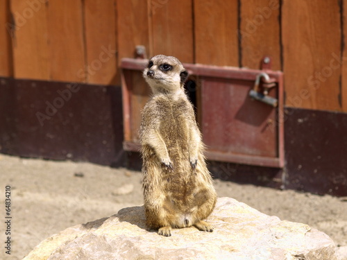 Meerkat